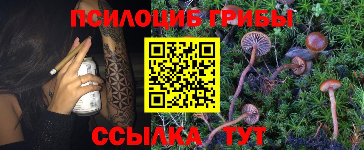 Псилоцибиновые грибы GOLDEN TEACHER  Вход с VPN  Ногинск  Галлюциногенные грибы Psilocybe 